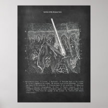 Hautanatomie Sektoransicht Dermatologe Dekoration