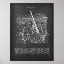 Hautanatomie Sektoransicht Dermatologe Dekoration