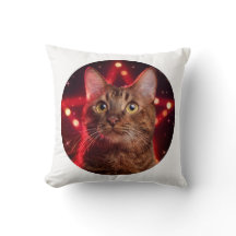 Havana Brown Cat (Rasse mit sternigem Hintergrund)
