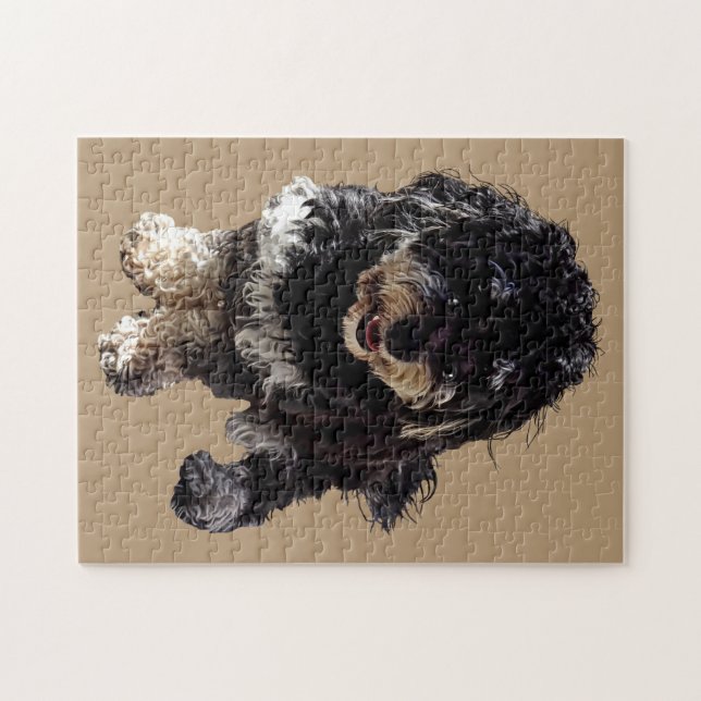 Havanese (Horizontal)