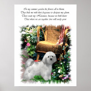 Havanese Art Print Poster