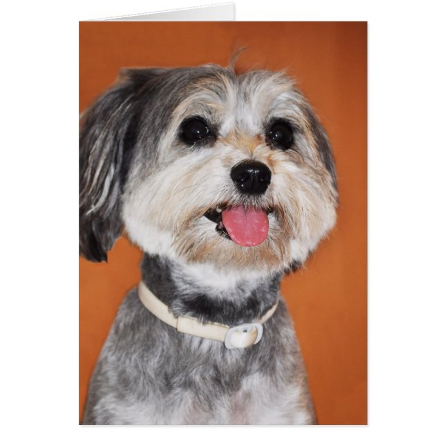 Havanese Dog Portrait (Vorne)