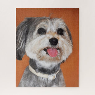 Havanese Dog Portrait
