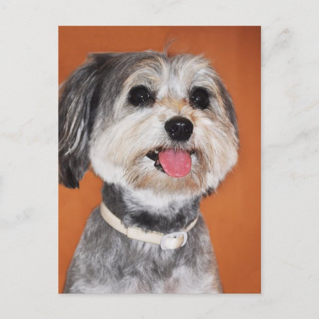 Havanese Dog Portrait Postkarte (Vorderseite)