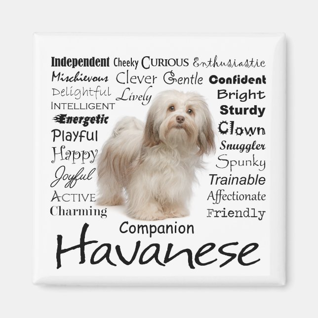Havanese-Eigenschaften Magnet (Vorne)