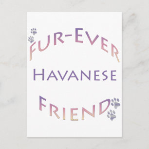 Havanese Furever Postkarte