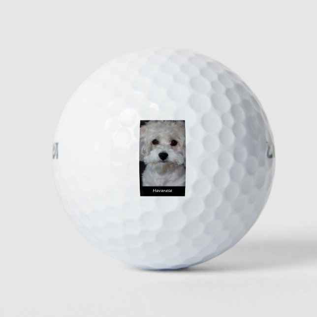 Havanese Golfball (Vorderseite)