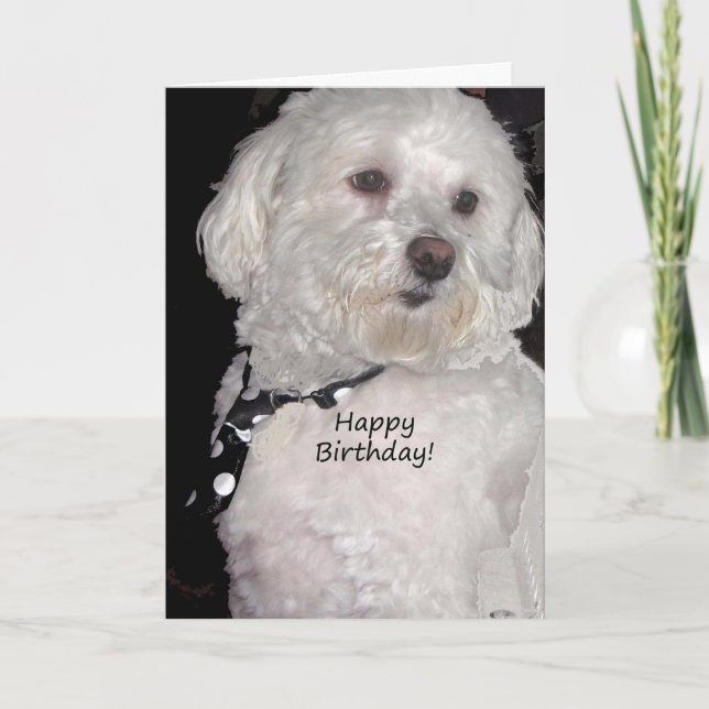 Havanese Happy Birthday Karte (Vorderseite)