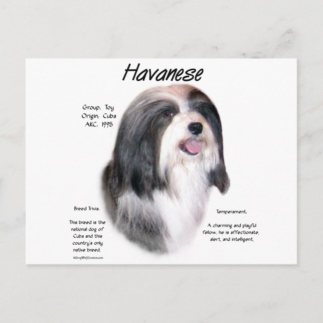Havanese History Design Postkarte (Vorderseite)