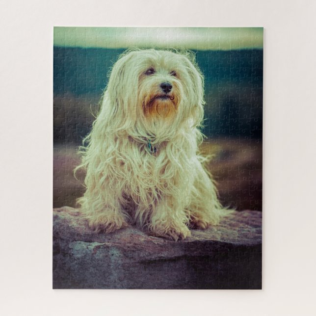 Havanese Hund. (Vertikal)