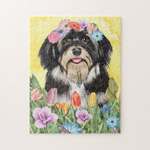 Havanese Hund mit Blume Frühjahr