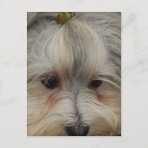 Havanese Hund Postkarte