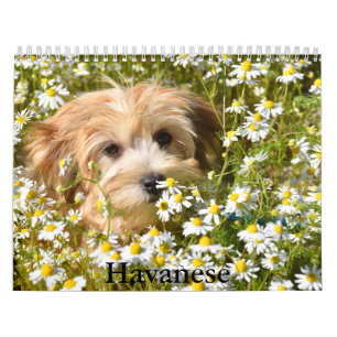 Havanese Kalender