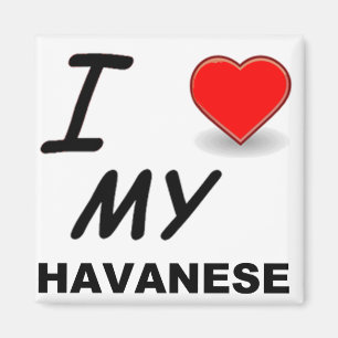 havanese Liebe Magnet