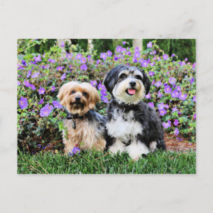 Havanese - Lola & Yorkie - Molly Postkarte