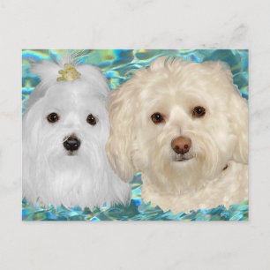 Havanese, Maltesisch, türkisfarbenes Wasser Postkarte