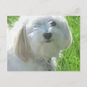 Havanese Postkarte