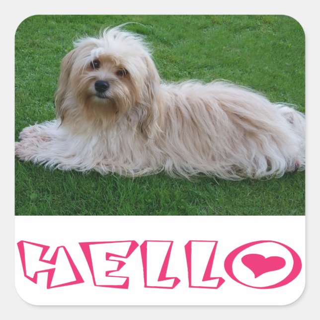 Havanese Puppy Dog Hello Stickers Siegel (Vorderseite)