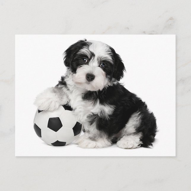 Havanese Puppy Hund Postkarte (Vorderseite)
