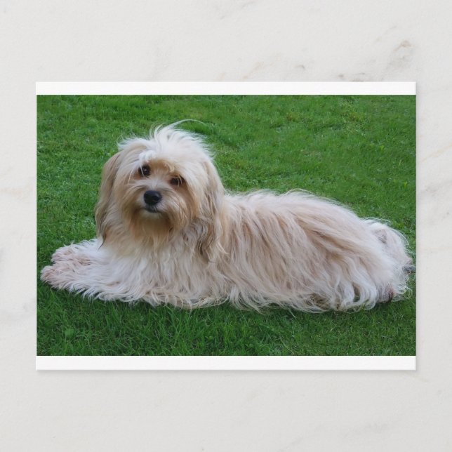 Havanese Puppy Hund Postkarte (Vorderseite)