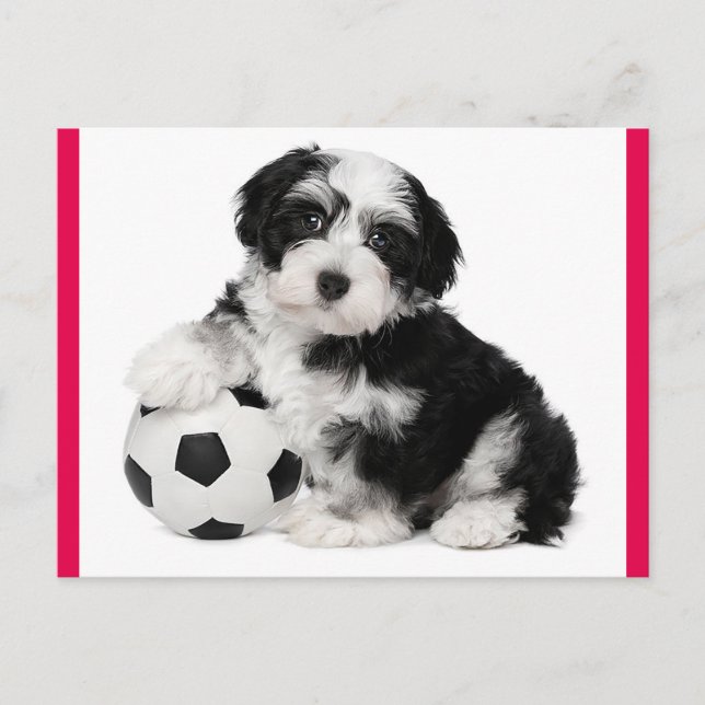 Havanese Puppy Hund Postkarte (Vorderseite)