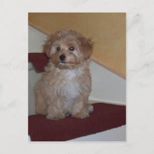 havanese puppy.png postkarte