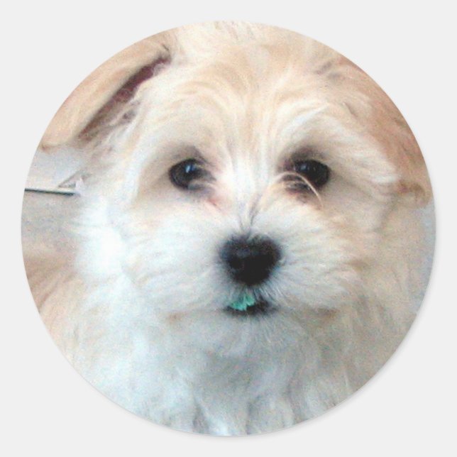 Havanese Puppy - Rescue Runder Aufkleber (Vorderseite)
