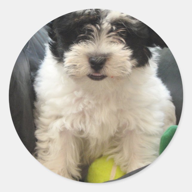 Havanese Rescue Puppy Schwarz-weiß Runder Aufkleber (Vorderseite)