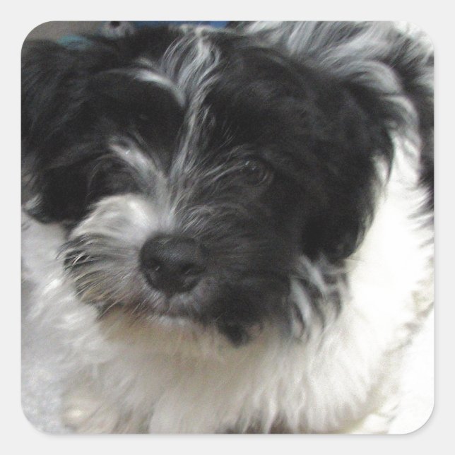 Havanese Rescue Welpe schwarz-weiß Quadratischer Aufkleber (Vorderseite)