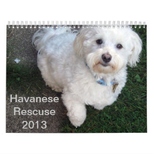 Havanese Rettungs-Kalender Kalender