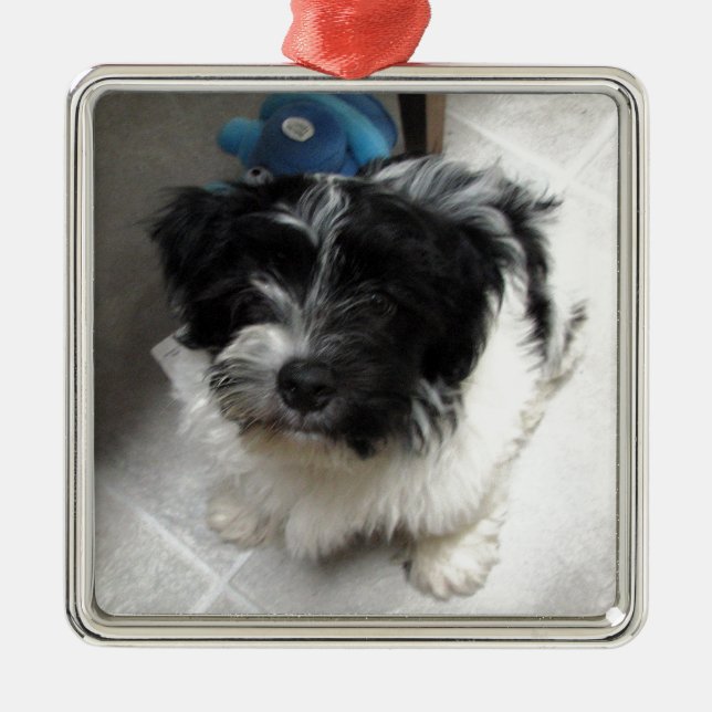 Havanese Rettungs-Welpe Schwarzweiss Silbernes Ornament (Vorne)
