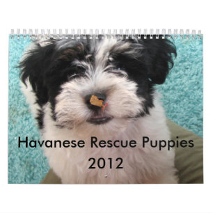 Havanese Rettungs-Welpen 2012 Kalender