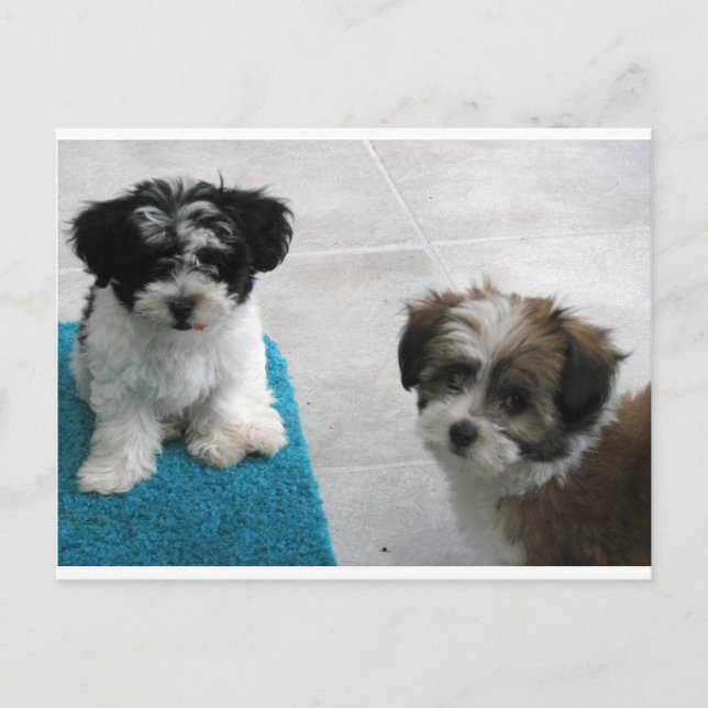 Havanese Rettungs-Welpen-Schwarz-weißes Grau Postkarte (Vorderseite)
