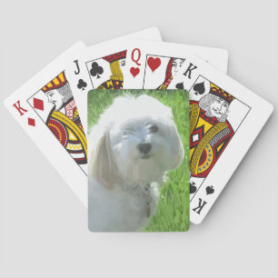 Havanese Spielkarten
