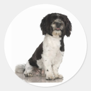Havanese Stickers