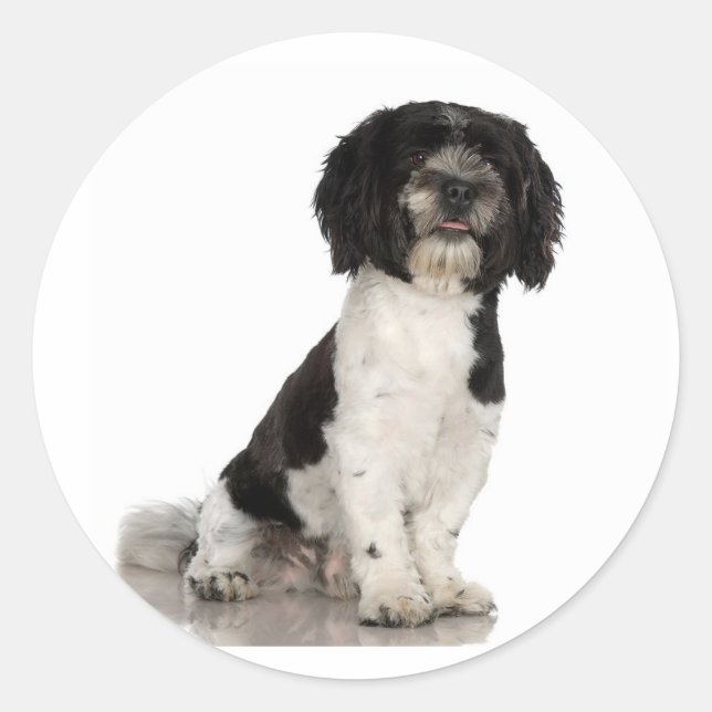 Havanese Stickers (Vorderseite)