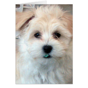Havanese Umarmungskarte