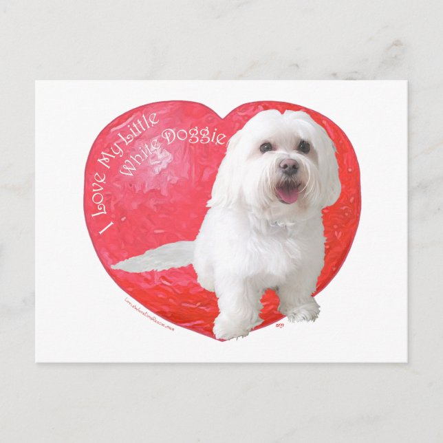 Havanese Valentinstag Feiertagspostkarte (Vorderseite)