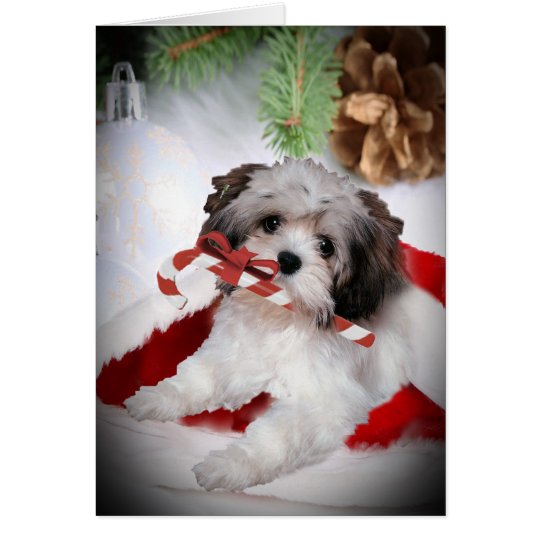 Havanese Weihnachten Karte