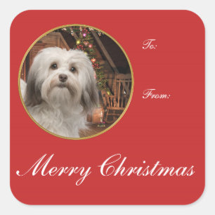 Havanese Weihnachtsgeschenke Stickers