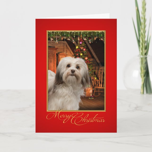 Havanese Weihnachtskarte Feiertagskarte (Vorderseite)