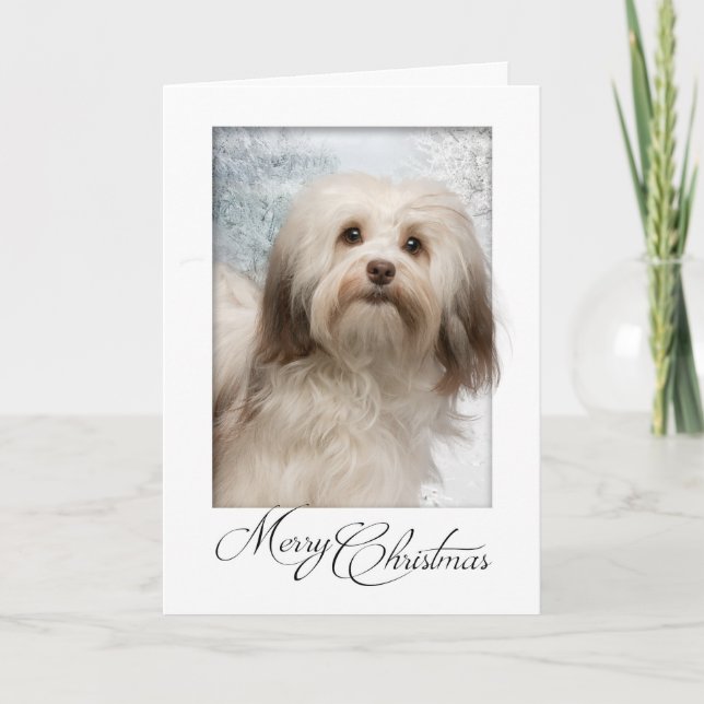 Havanese Weihnachtskarte Feiertagskarte (Vorderseite)