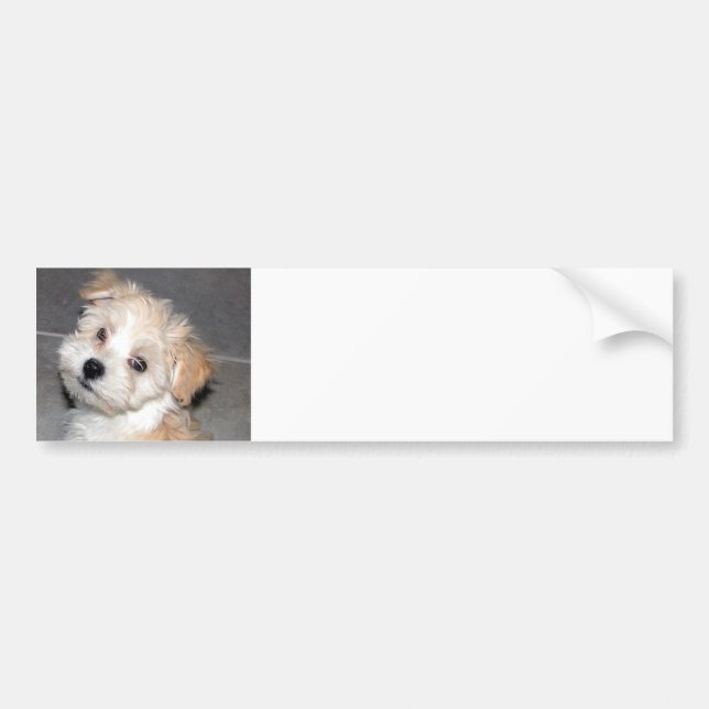 Havanese Welpe Autoaufkleber (Vorne)