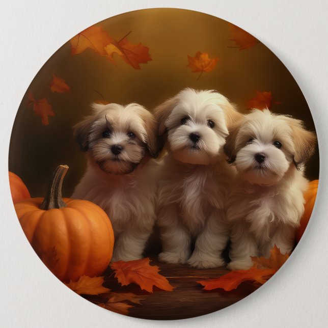 Havanese Welpe Autumn Delight Pumpkin Button (Vorderseite)