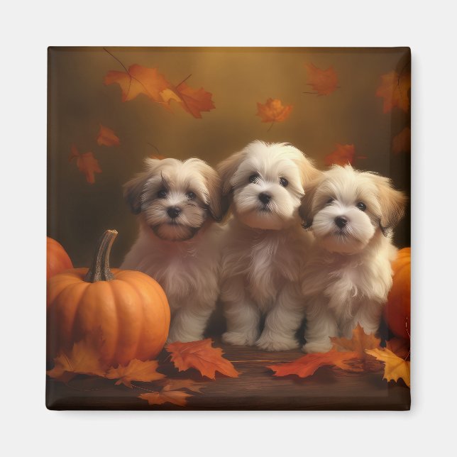 Havanese Welpe Autumn Delight Pumpkin Magnet (Vorne)