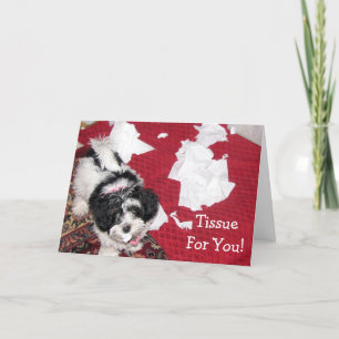 Havanese Welpe - Get Well Card - Gewebe für Sie! Karte
