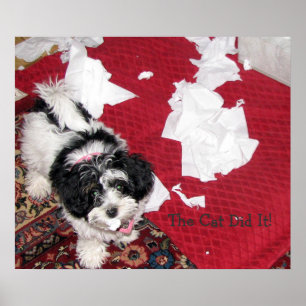 Havanese Welpe Poster