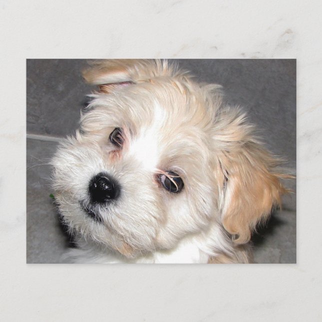 Havanese Welpe Postkarte (Vorderseite)