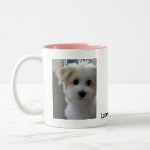 Havanese Welpe Zweifarbige Tasse