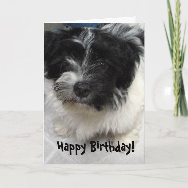 Havanese Welpen-Geburtstag Karte (Vorderseite)